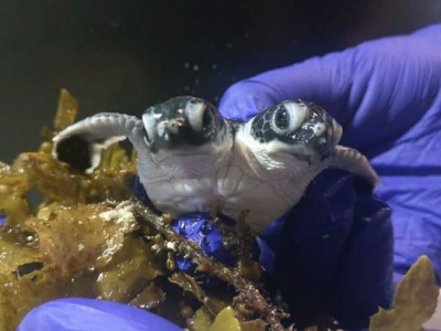 Ambientalisti della Malesia scoprono la tartaruga con due teste