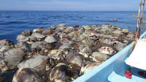 Centinaia di tartarughe trovate morte nel Pacifico