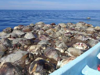 Centinaia di tartarughe trovate morte nel Pacifico