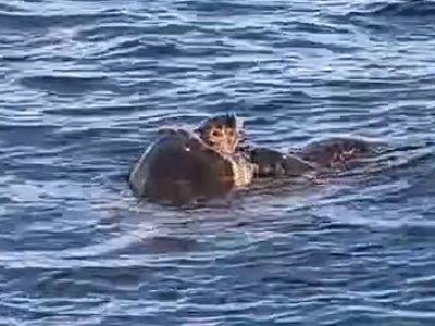 Le tartarughe Caretta caretta in amore nel mare di San Cataldo a Lecce