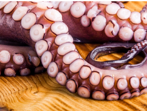 Corpi estranei metallici in tentacoli di polpo oceanico tagliati scottati congelati richiamati dalla vendita