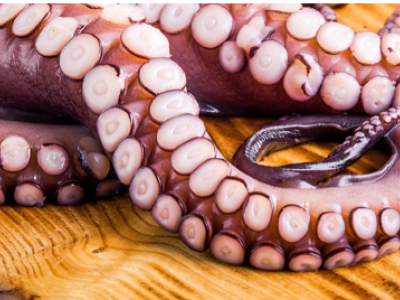 Corpi estranei metallici in tentacoli di polpo oceanico tagliati scottati congelati richiamati dalla vendita