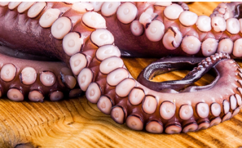 Corpi estranei metallici in tentacoli di polpo oceanico tagliati scottati congelati richiamati dalla vendita