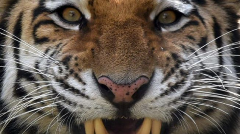 Incidente choc allo zoo: tigre stacca dito a un bimbo di un anno.