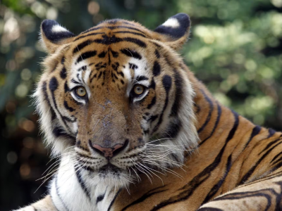 Sassonia, una tigre fugge dal recinto privato e aggredisce ferendolo gravemente un uomo 
