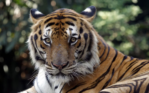Sassonia, una tigre fugge dal recinto privato e aggredisce ferendolo gravemente un uomo 