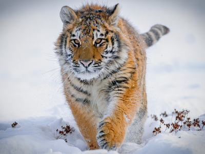 Russia, tigre siberiana uccide un uomo