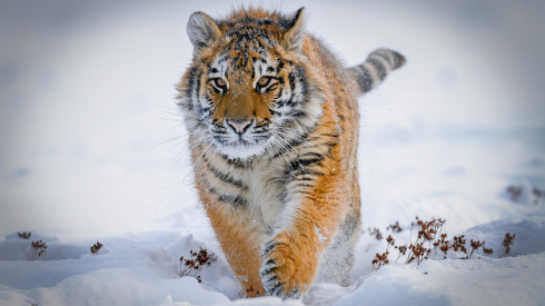 Russia, tigre siberiana uccide un uomo