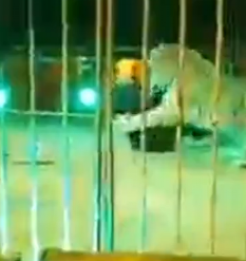 Tigre azzanna domatore del circo Orfei durante lo spettacolo: ferito gravemente al collo e ad una gamba. Il video