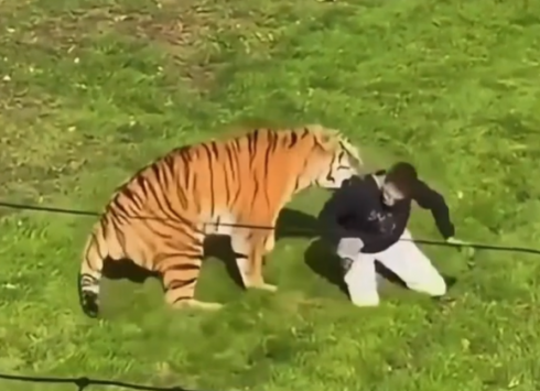 Tragedia allo Yorkshire Wildlife Park: uomo muore dopo l'attacco di una tigre. Il video dell’aggressione