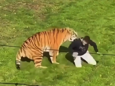 Tragedia allo Yorkshire Wildlife Park: uomo muore dopo l'attacco di una tigre. Il video dell&rsquo;aggressione