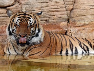 Tigre in cattività attacca e uccide custode mentre gli dava da mangiare