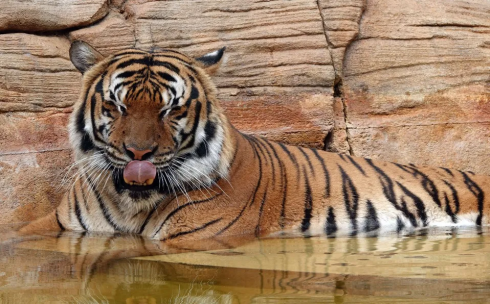 Tigre in cattività attacca e uccide custode mentre gli dava da mangiare