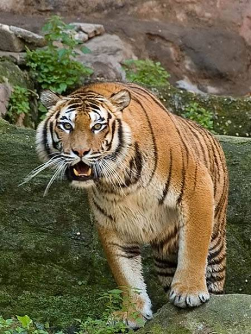 Tigre uccide abitante di un villaggio in Malesia. L’animale è stato abbattuto dai ranger