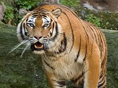 Tigre uccide abitante di un villaggio in Malesia. L’animale è stato abbattuto dai ranger