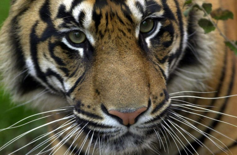 Una tigre di Sumatra cattura e uccide una giovane donna. 