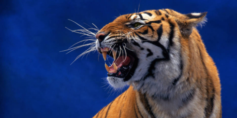 Specie minacciate di estinzione. Una tigre di Sumatra cattura e uccide un 16enne.