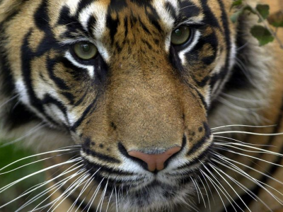Una tigre di Sumatra cattura e uccide una giovane donna. 