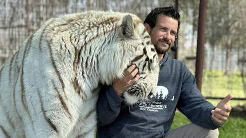 Addestratore di tigri aggredito a morte dal felino di cui si prendeva cura