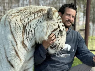 Addestratore di tigri aggredito a morte dal felino di cui si prendeva cura