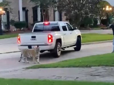 Una tigre "da compagnia" scappa da  casa e passeggia per le strade di Houston, in Texas.