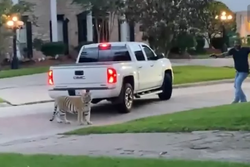 Una tigre "da compagnia" scappa da casa e passeggia per le strade di Houston, in Texas.