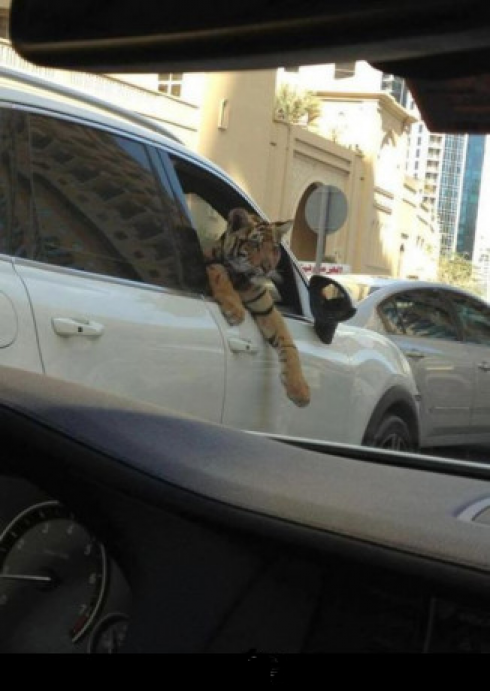 Russia, tigre domestica fugge da auto cabriolet per farsi una passeggiata tra le auto in mezzo al traffico