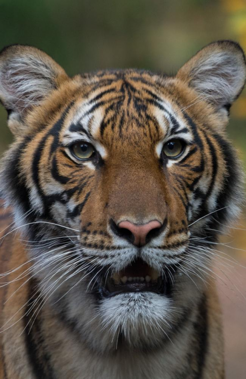 Minaccia Covid per gli animali. L'India chiude temporaneamente ai turisti le riserve di tigri. 