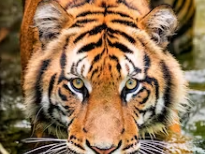 India, uccisa tigre mangiatrice di uomini: ritenuta responsabile della morte di 9 persone