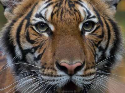 Minaccia Covid per gli animali. L'India chiude temporaneamente ai turisti le riserve di tigri. 