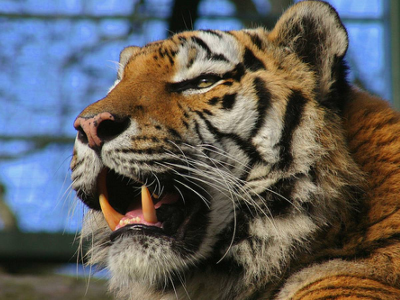 Macabra scoperta in uno zoo: dalla bocca di una tigre spunta una scarpa