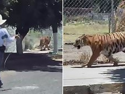 Una tigre presa al lazo per le strade di Guadalajara in Messico - VIDEO. 