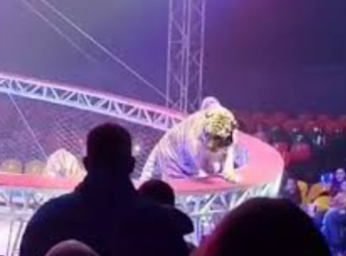 Paura al circo: una tigre esce dal recinto e si lancia sugli spettatori durante lo spettacolo &ndash; Il video