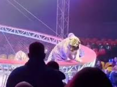 Paura al circo: una tigre esce dal recinto e si lancia sugli spettatori durante lo spettacolo &ndash; Il video