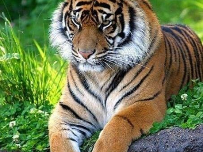Aggiornamento incidente Zoo Zurigo, una collaboratrice dello zoo di 55 anni è stata sbranata da una tigre. 