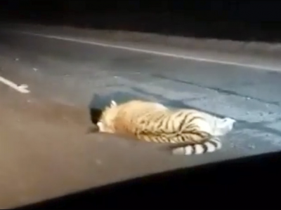 Russia, tragedia nella regione di Gogolevka: autobus investe e uccide un cucciolo di tigre siberiana - VIDEO