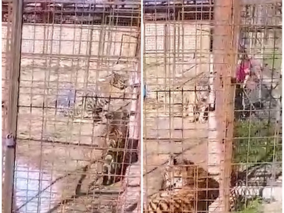 "Volevo accarezzarla" visitatrice tocca la tigre allo zoo e viene aggredita dal felino