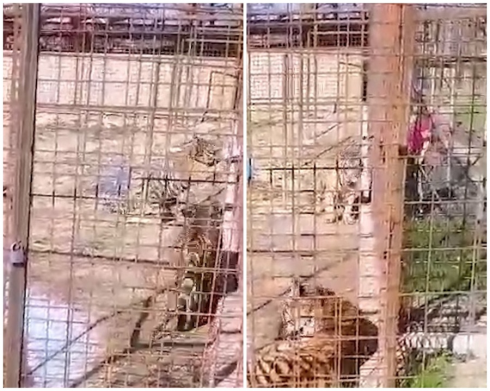 "Volevo accarezzarla" visitatrice tocca la tigre allo zoo e viene aggredita dal felino