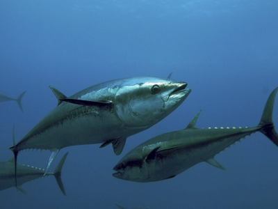 Tonno del Mediterraneo, il più inquinato al mondo dal mercurio