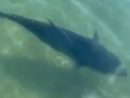 Il grosso tonno rosso di 100 chili nuota ancora disorientato tra Santa margherita e Rapallo. Nuovo video documenta la situazione