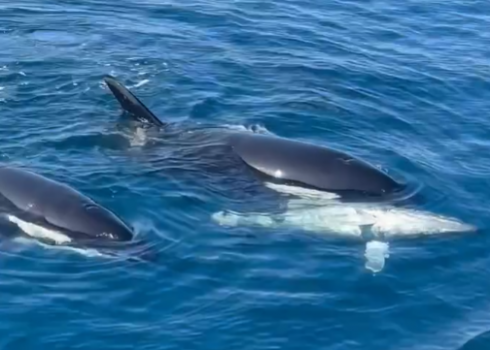 E’ "sbalorditivo" il primo filmato di un tonno e di un'orca che nuotano insieme in modo amichevole – Il video