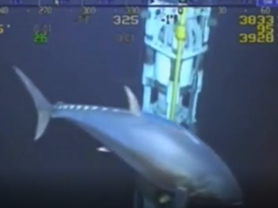 Golfo del Messico, filmato in mare da una telecamera il pi&ugrave; grande tonno di sempre catturato su pellicola! Il video