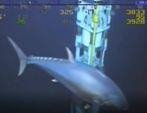 Golfo del Messico, filmato in mare da una telecamera il pi&ugrave; grande tonno di sempre catturato su pellicola! Il video