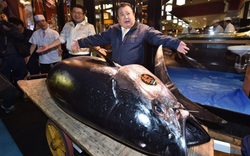 Giappone, asta record al mercato del pesce: tonno rosso venduto a 1,5 milioni di euro