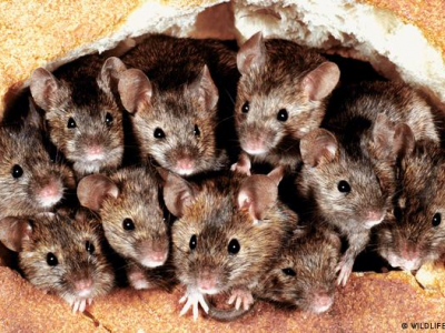 Australia: allarme per “piaga” di topi e ratti. 