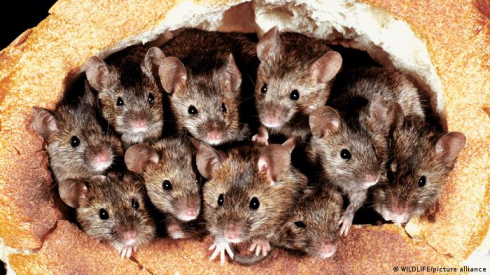 Australia: allarme per “piaga” di topi e ratti. 
