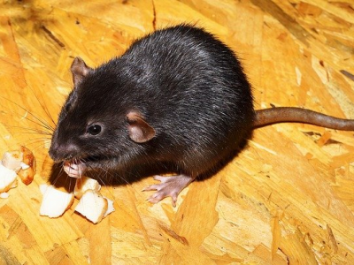 Epatite E: il virus trasmesso dai ratti può essere una malattia infettiva emergente negli esseri umani