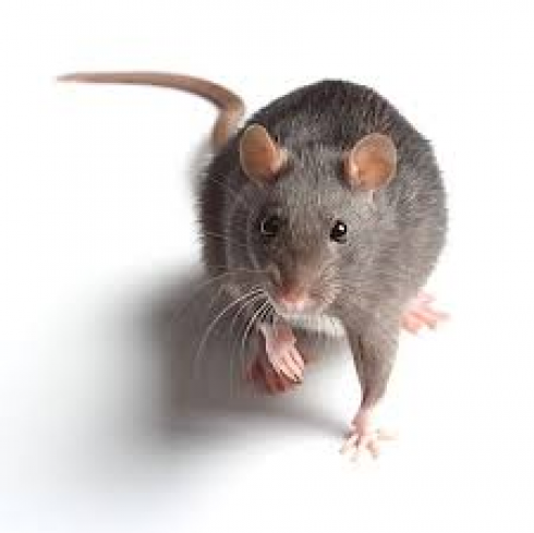 1,3 milioni di topi a New York positivi al Covid, rischio nuove varianti
