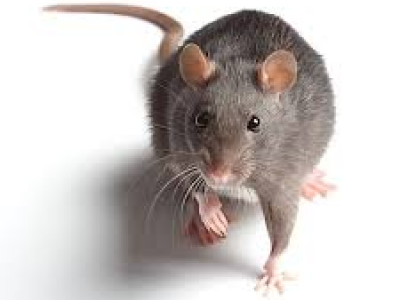 1,3 milioni di topi a New York positivi al Covid, rischio nuove varianti