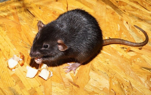 Epatite E: il virus trasmesso dai ratti può essere una malattia infettiva emergente negli esseri umani